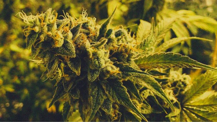 Mature cannabis flower with trichomes on plant, high in THC which can contribute to lasting anxiety after smoking.