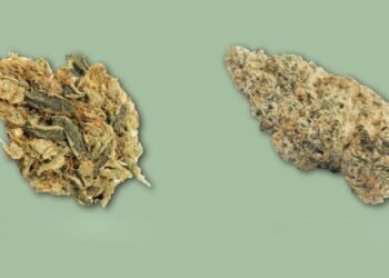 Two cannabis flower buds displayed side by side on solid sage green background with shadows