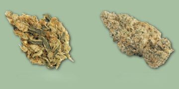 Two cannabis flower buds displayed side by side on solid sage green background with shadows
