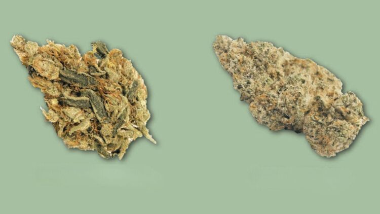 Two cannabis flower buds displayed side by side on solid sage green background with shadows