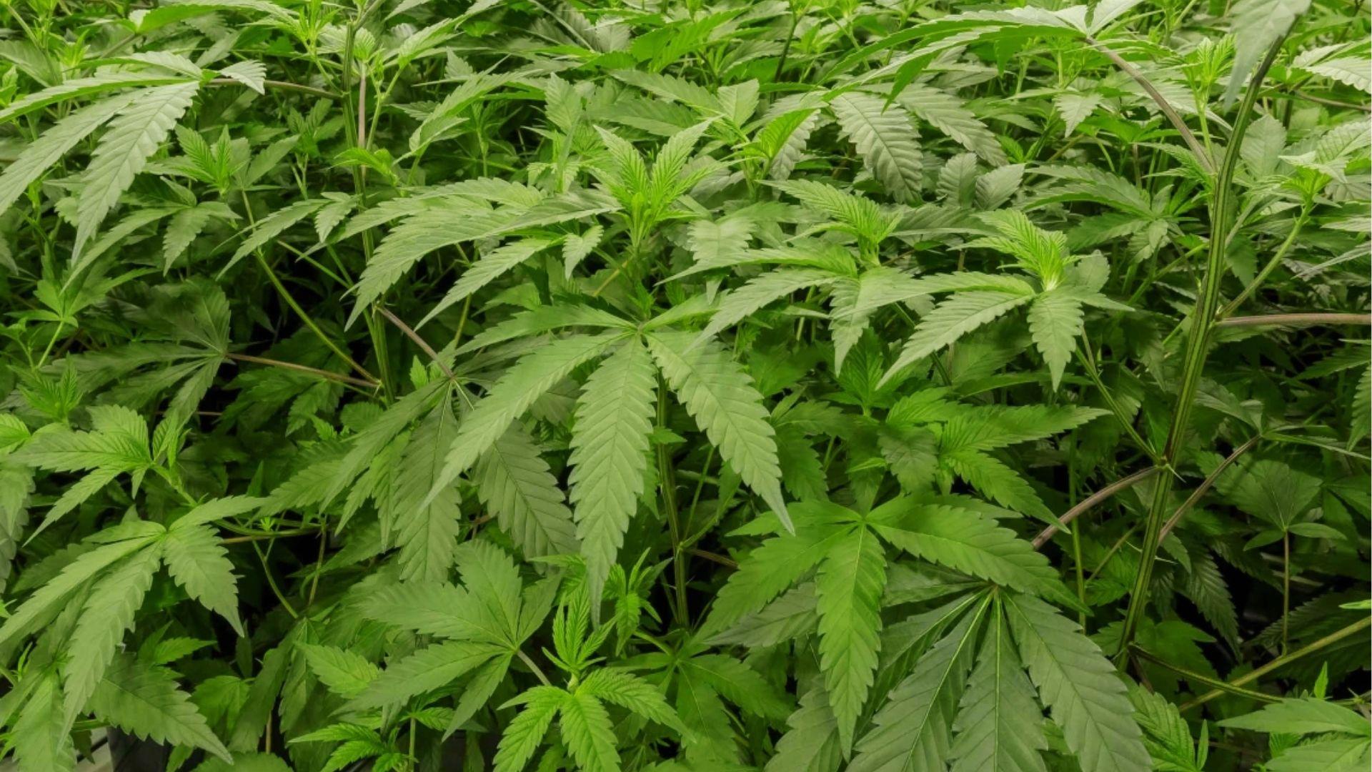 Lush green cannabis plants growing indoors, source of natural terpenes like myrcene and linalool for anxiety relief