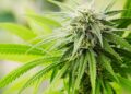 Frosty cannabis flower bud with white pistils and bright green leaves from uplifting sativa strain used for energy