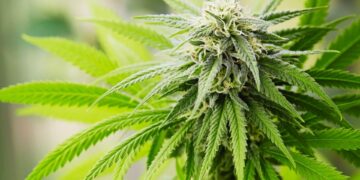 Frosty cannabis flower bud with white pistils and bright green leaves from uplifting sativa strain used for energy