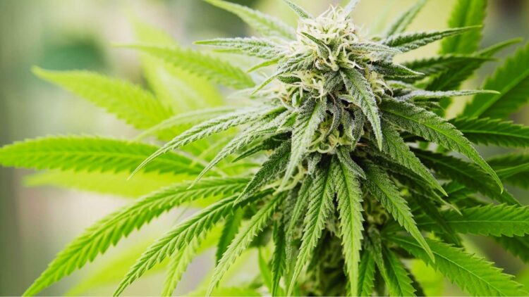 Frosty cannabis flower bud with white pistils and bright green leaves from uplifting sativa strain used for energy