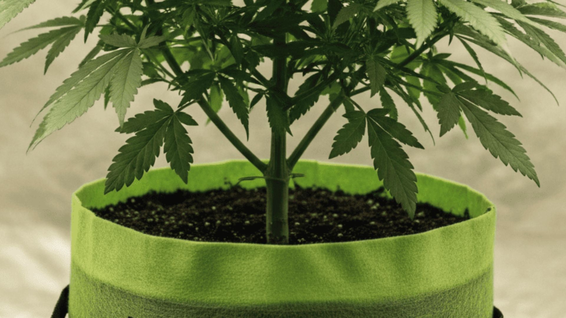 Healthy cannabis plant in fabric pot after transplant, thriving with room for root expansion.