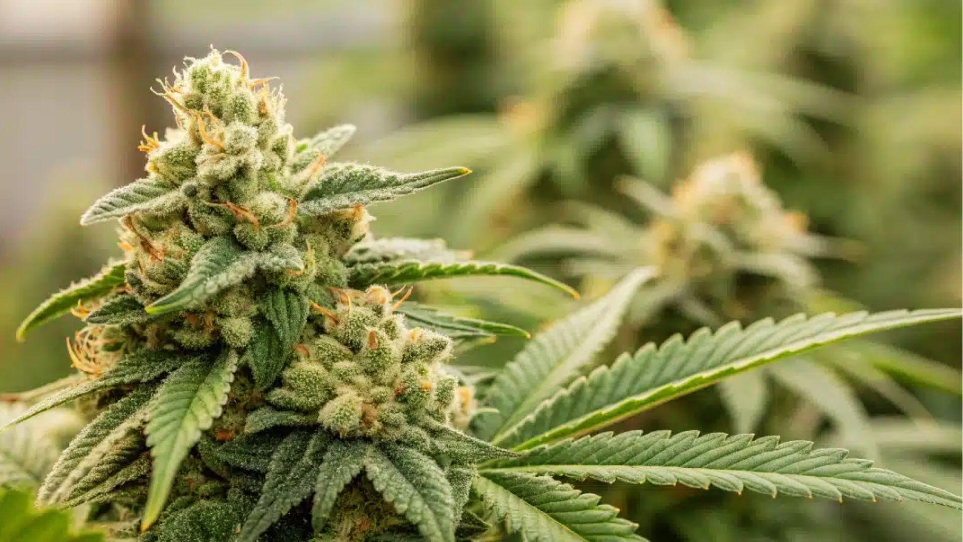 Close-up of frosty cannabis flower on plant, representing uplifting strains that may help ease depression symptoms
