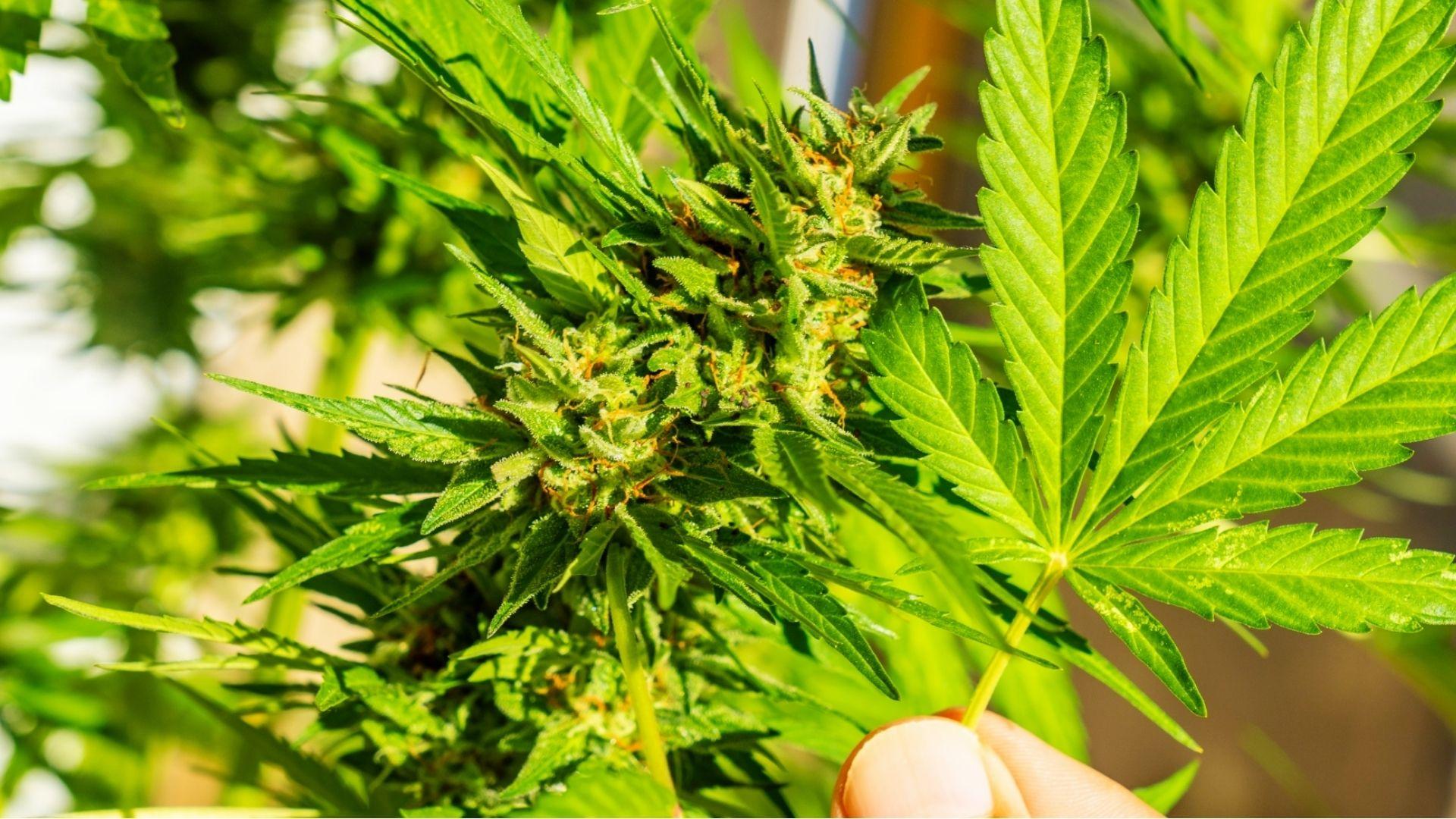 Sunlit cannabis plant with vibrant green leaf held up beside flowering bud