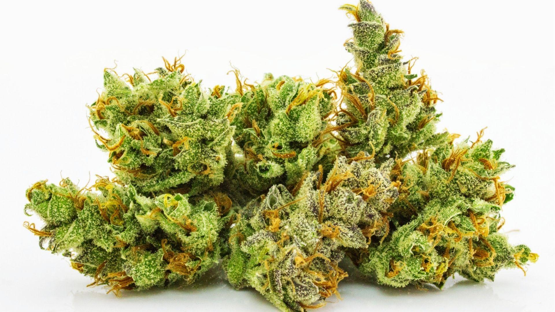 Several cured cannabis buds with orange pistils and frosty trichomes, representing popular strains often reviewed for depression relief