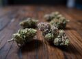 "Close-up of suspicious cannabis buds with signs of possible contamination on a dark table."