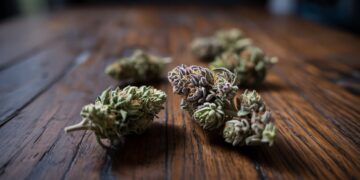 "Close-up of suspicious cannabis buds with signs of possible contamination on a dark table."