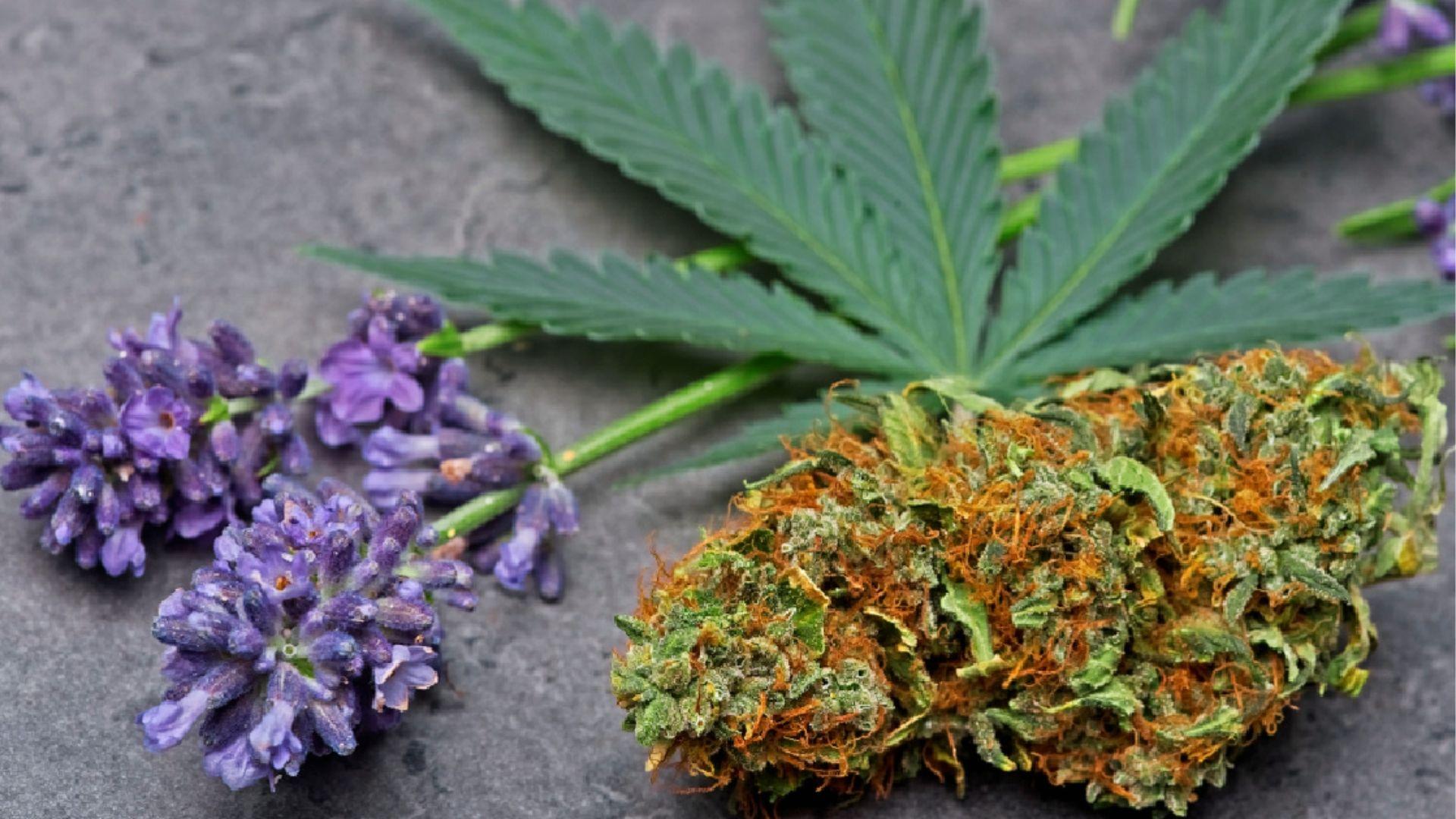 Cannabis bud next to lavender flowers and leaf, representing linalool terpene that promotes calmness and helps relieve anxiety