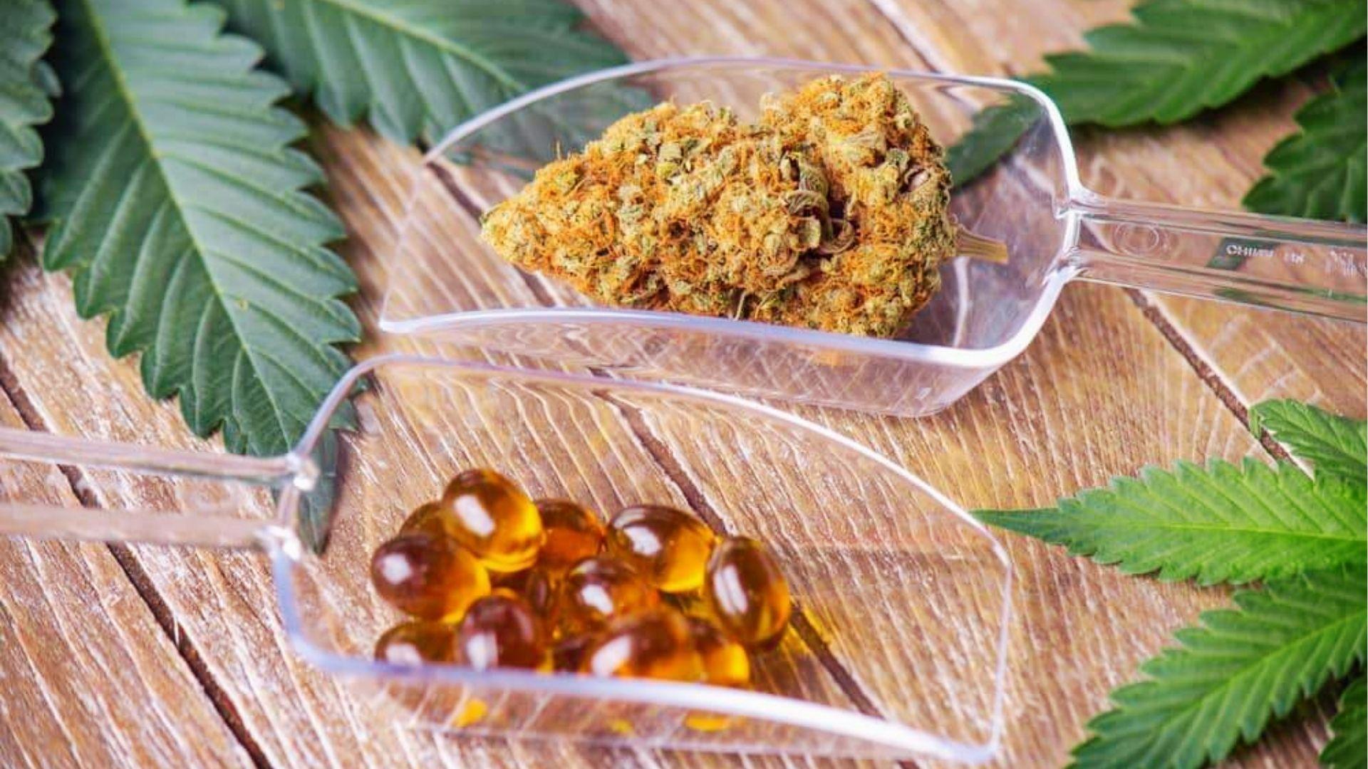 Cannabis flower and amber terpene capsules in scoops with leaves, showing natural terpene extracts used for anxiety relief