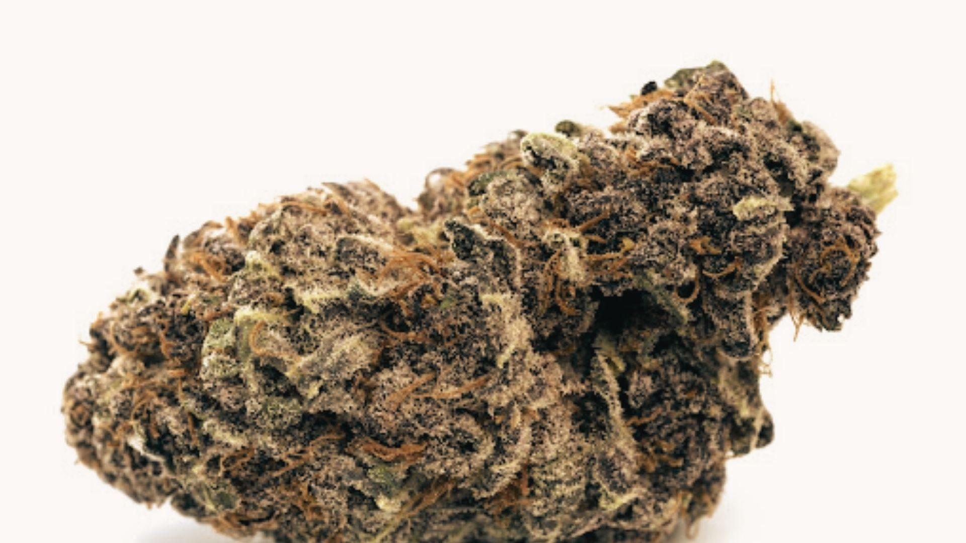 Dense purple cannabis bud with orange pistils and frosty trichomes displayed on clean white background
