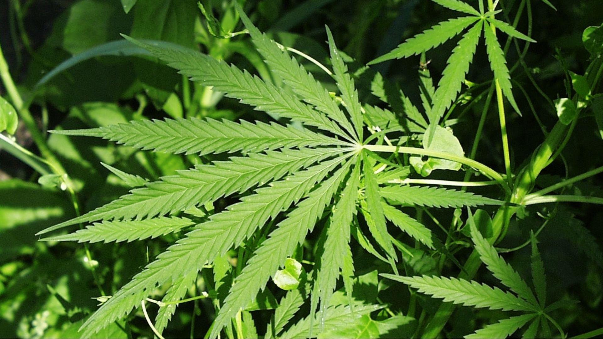 Sunlit cannabis plant with serrated green leaves growing outdoors, source of THC that may trigger anxiety after smoking.