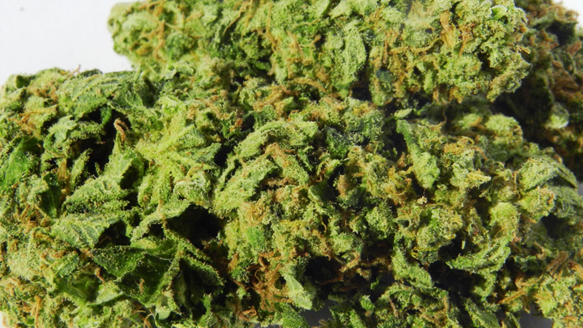 Macro shot of cured cannabis buds with orange pistils and trichomes from uplifting energy strain for focus