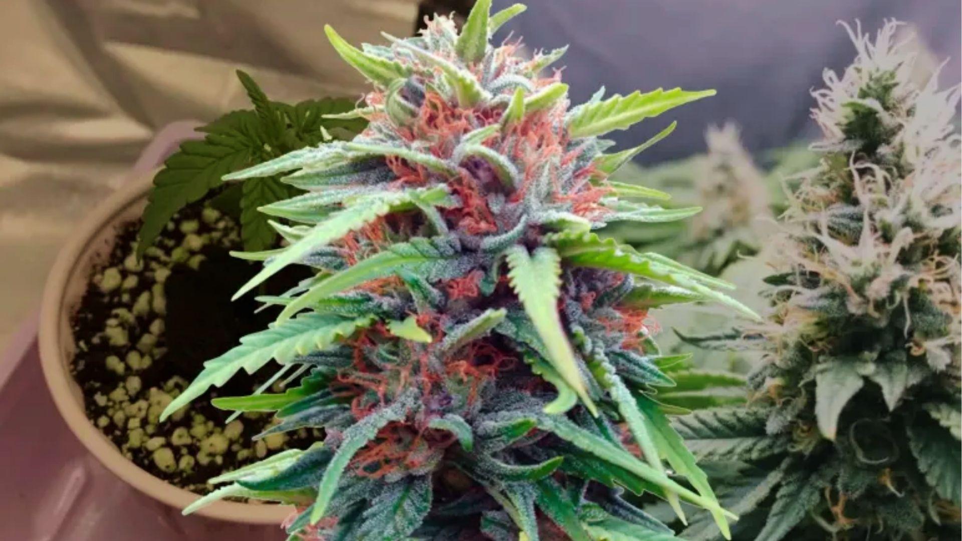 Potted cannabis plant with vibrant purple and green buds, showing high-quality strains commonly chosen for depression support