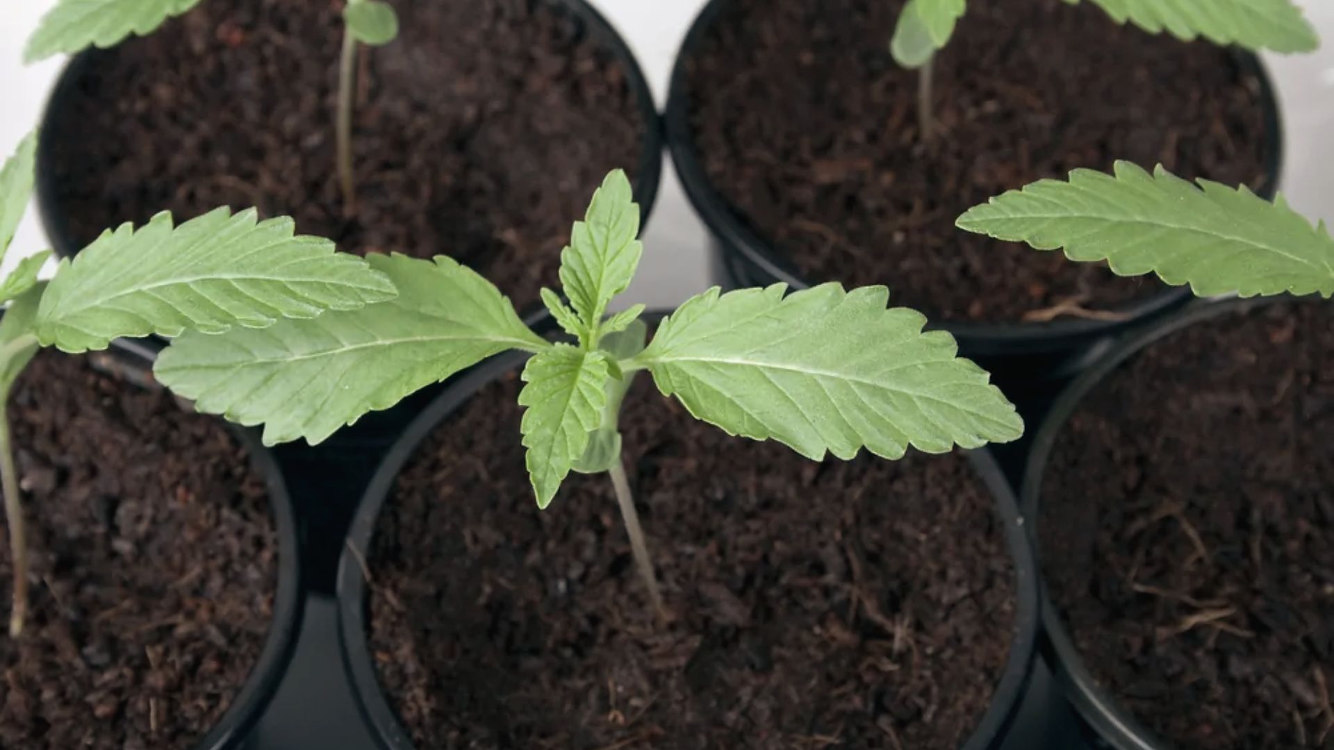 Top view of cannabis seedlings in small containers with true leaves, ideal transplanting stage.