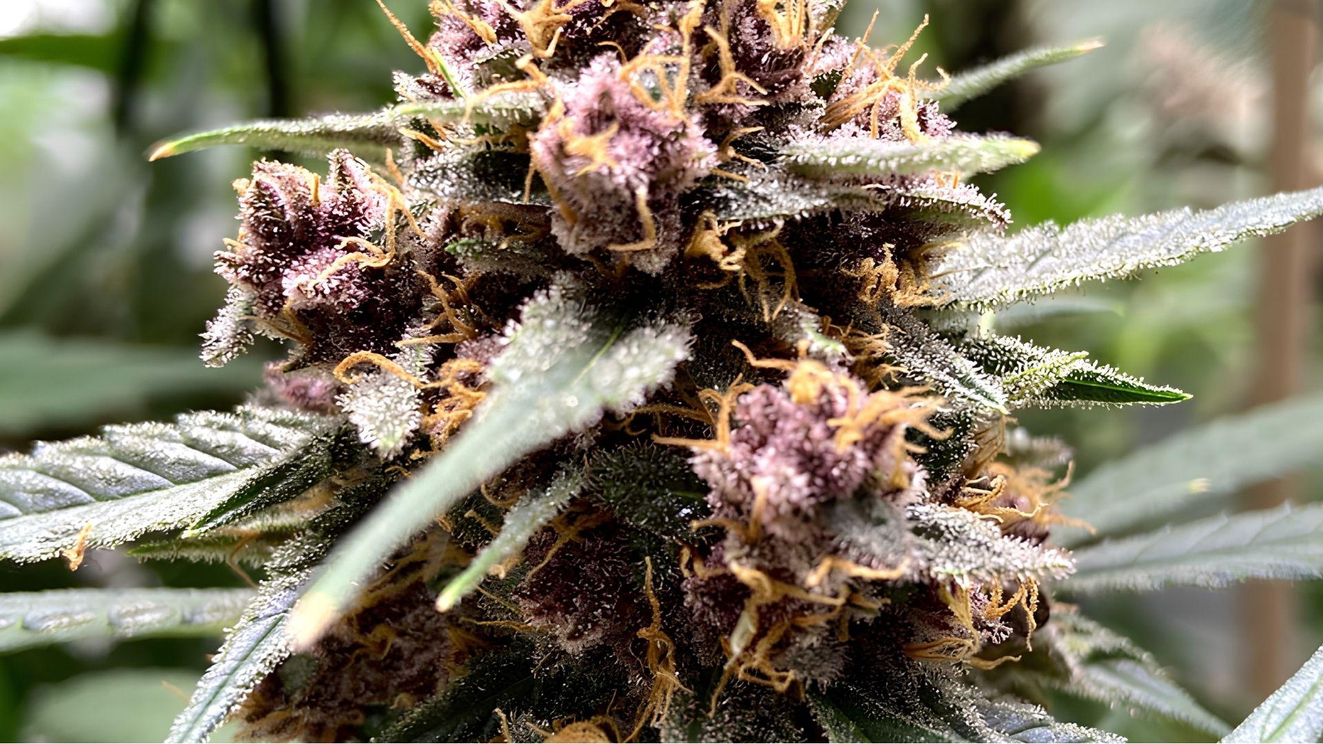 Cured cannabis energy strain buds with orange hairs and dense structure on white background