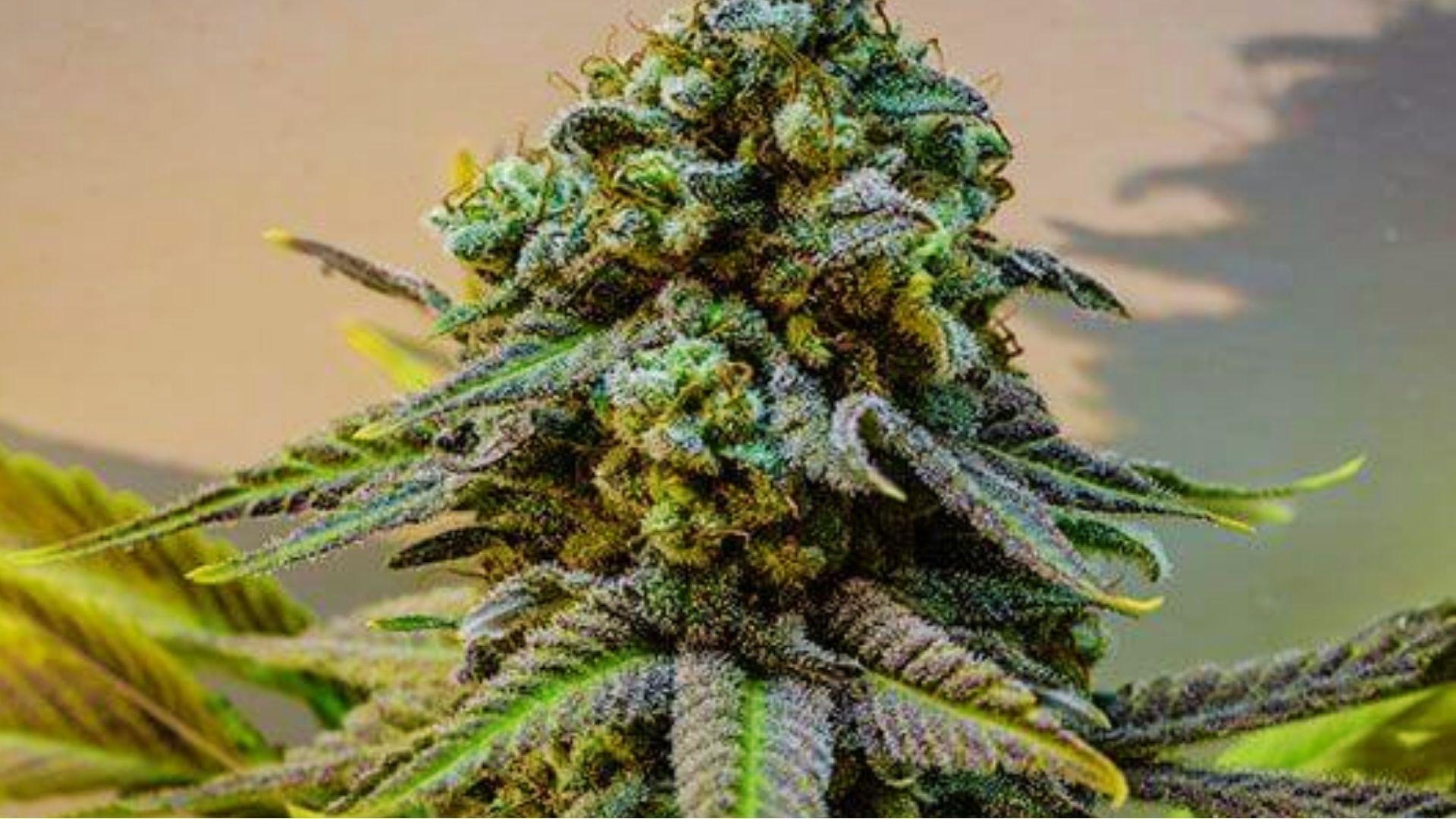 Dense purple and green cannabis bud covered in frosty trichomes from energy-boosting sativa strain for daytime use