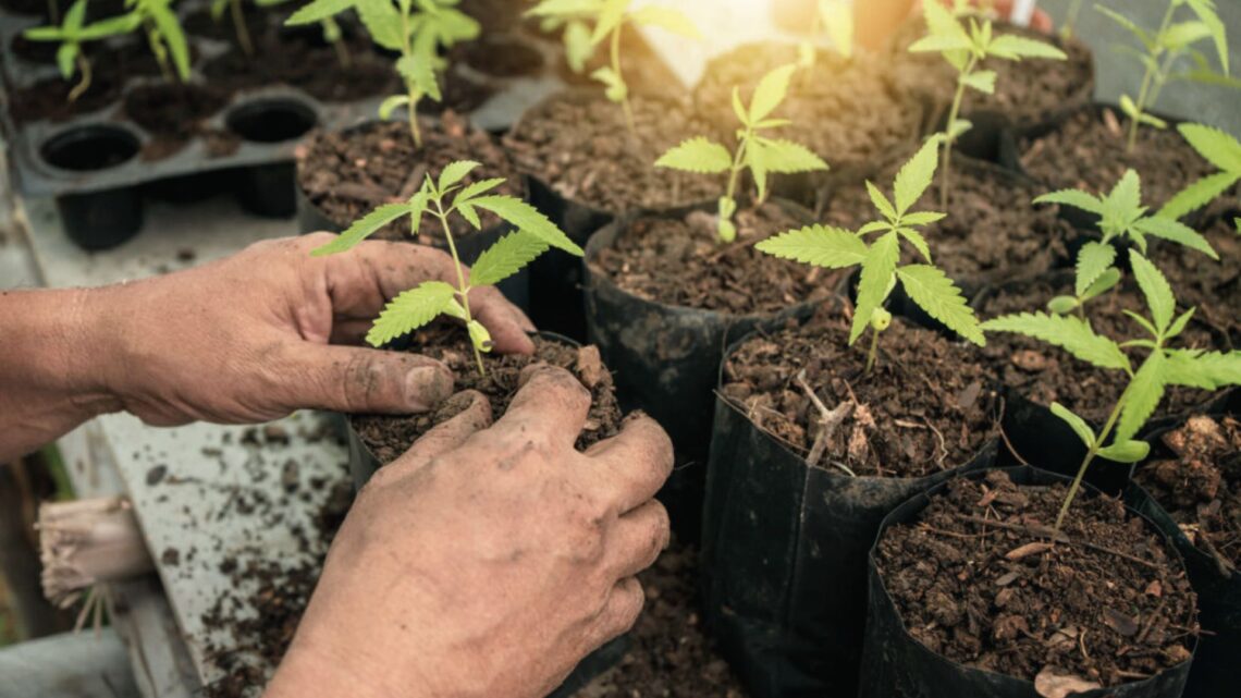 When to Transplant Cannabis Seedlings Guide - WeedInsight