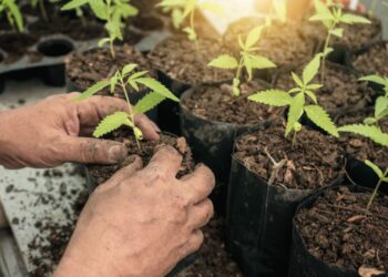 Multiple cannabis seedlings in nursery pots at 2-3 week stage, transplant when roots fill the pot.