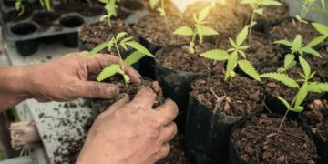 Multiple cannabis seedlings in nursery pots at 2-3 week stage, transplant when roots fill the pot.