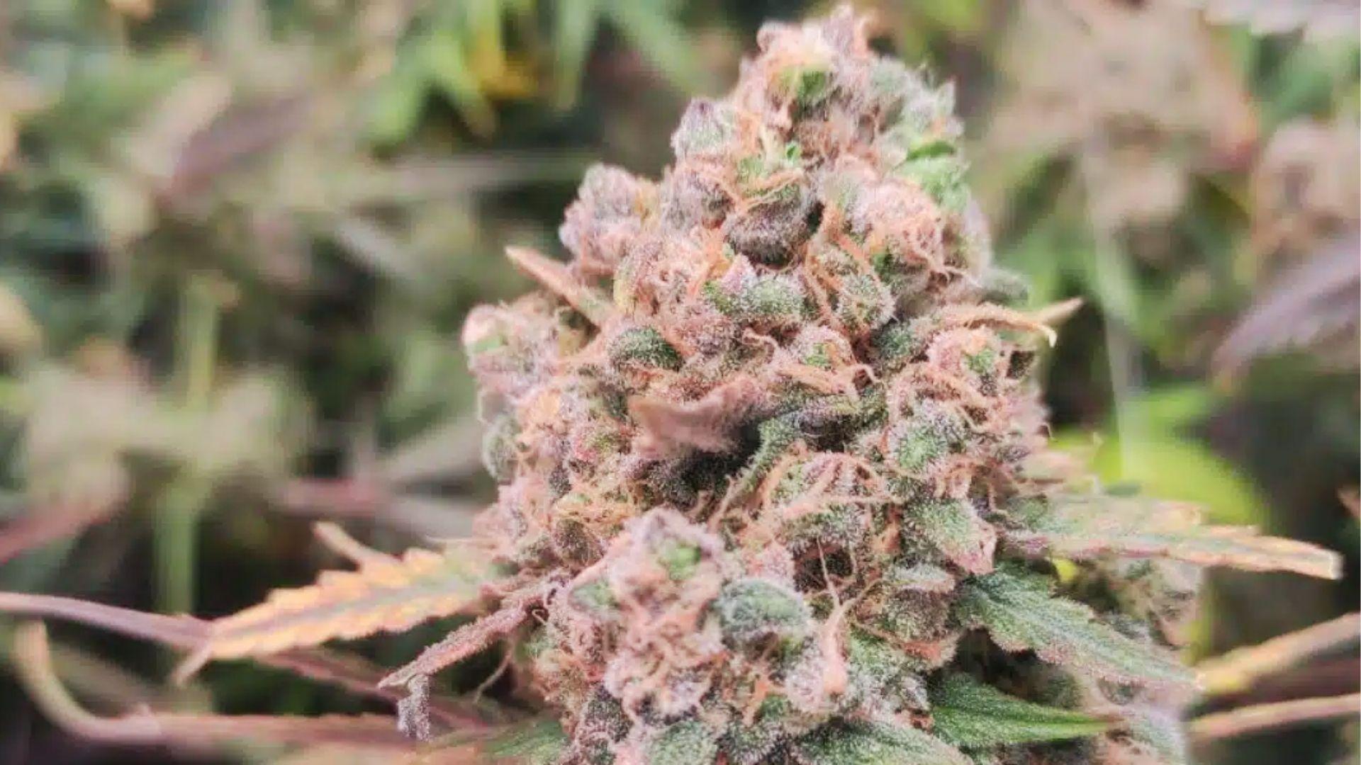 Close-up of mature cannabis bud with orange hairs and resin, one of the best strains reported for easing depression