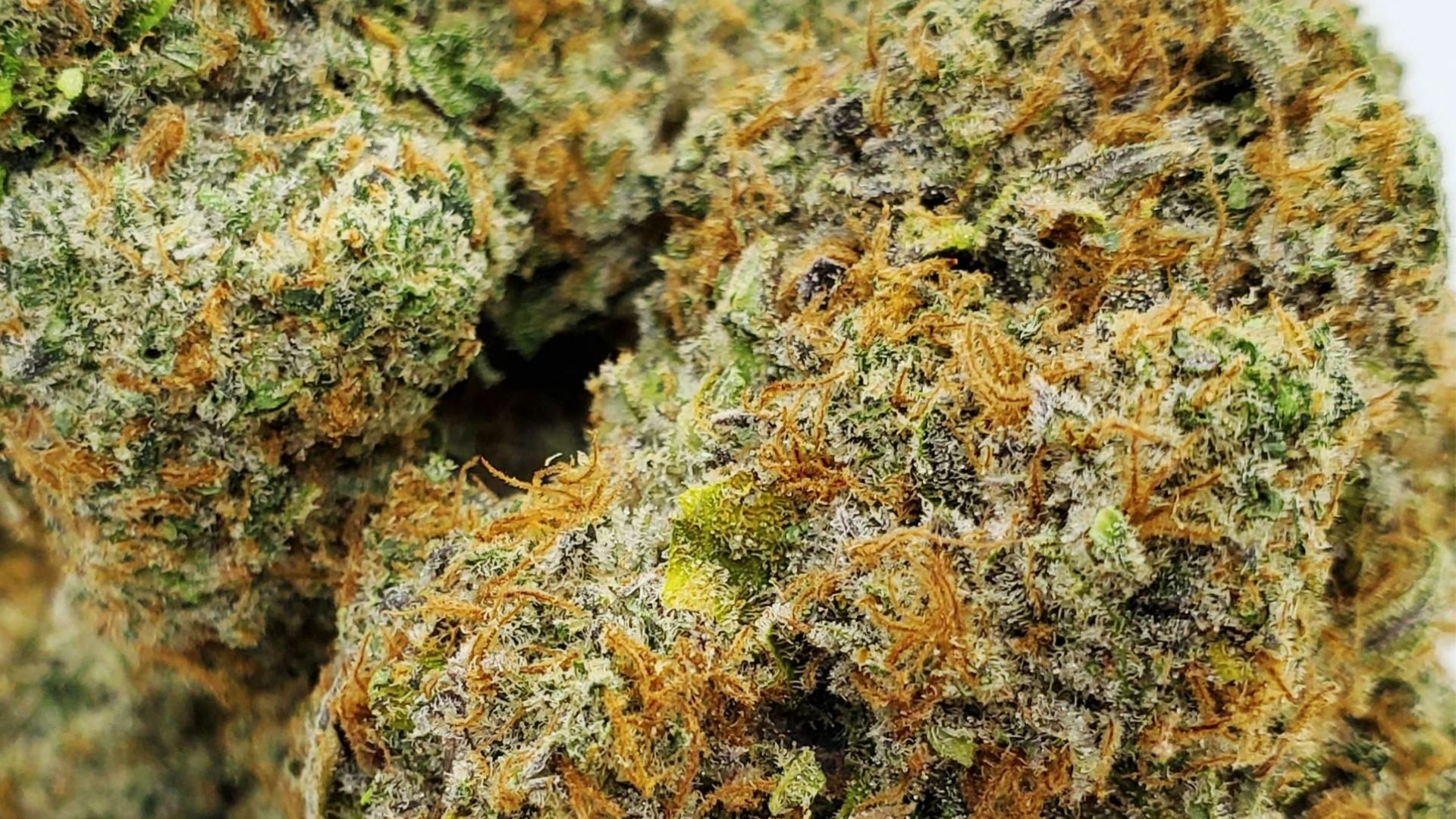 Macro shot of cured cannabis flower buds showing orange pistils and trichomes for energy