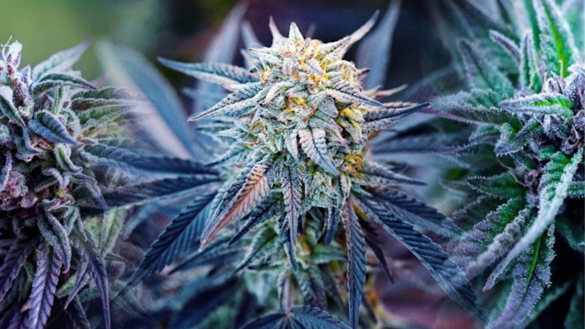 Vibrant purple cannabis buds covered in crystal trichomes, showcasing high-quality strains commonly chosen for depression and anxiety relief