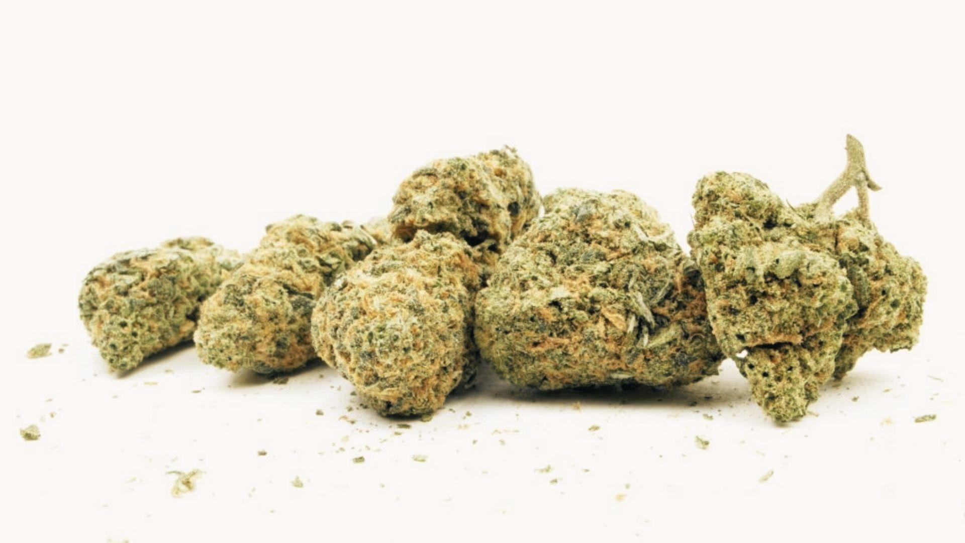 Five dense cannabis flower buds arranged in row on white background with scattered crumbs