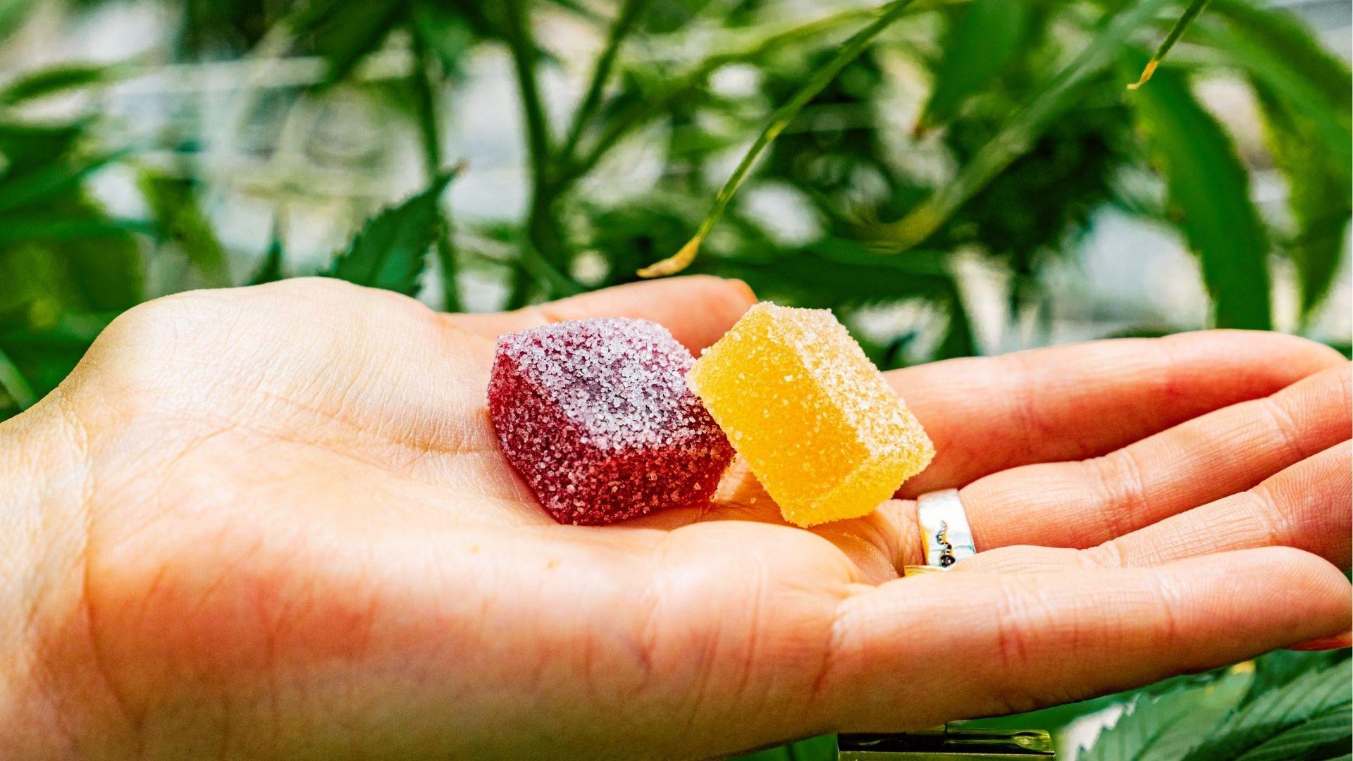 Person's open hand holding red and yellow sugar-coated cannabis gummies with cannabis plants behind