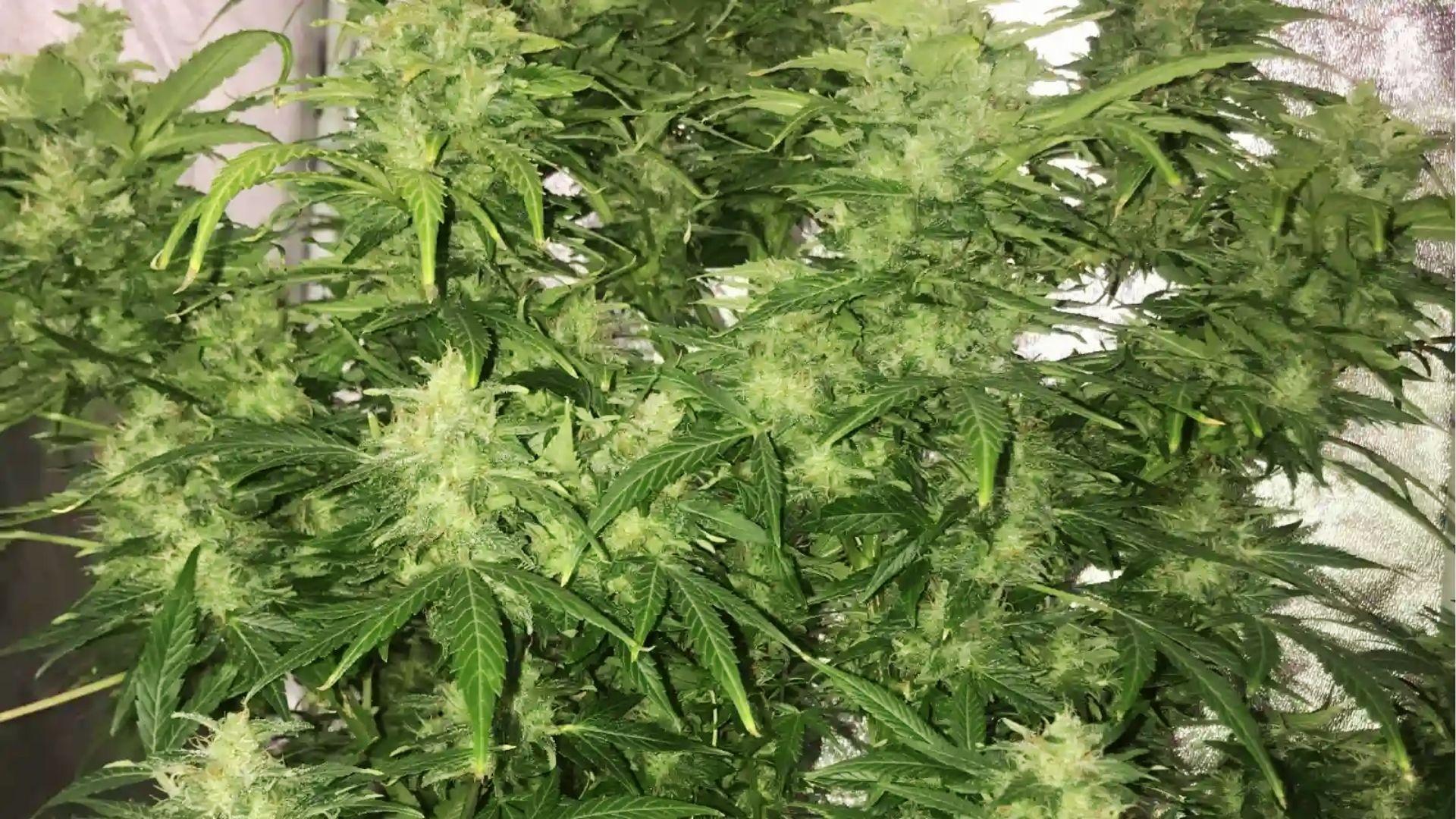 Mature cannabis plant with dense buds growing indoors, example of therapeutic strains people use to manage depression and stress