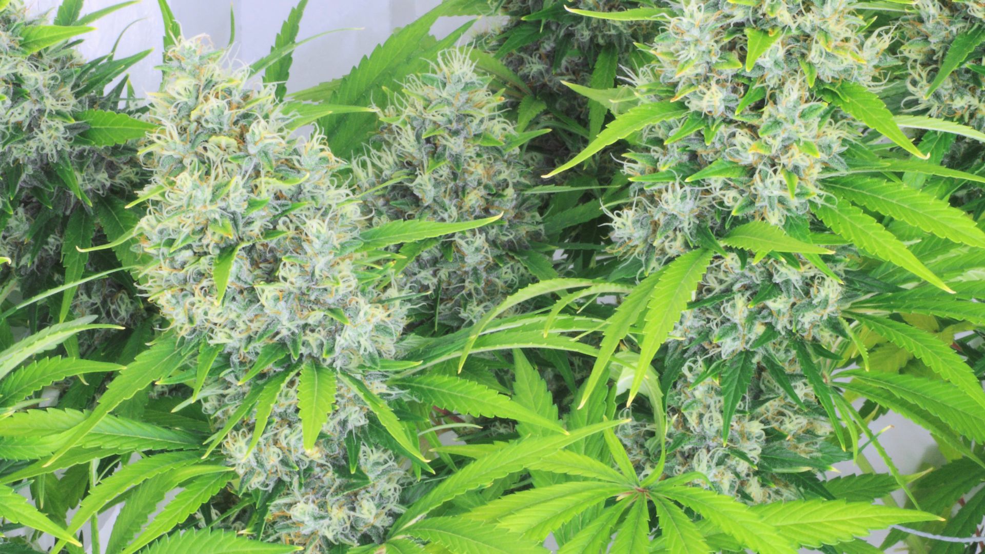 Dense, frosty cannabis buds of an energy-boosting sativa strain surrounded by bright green leaves