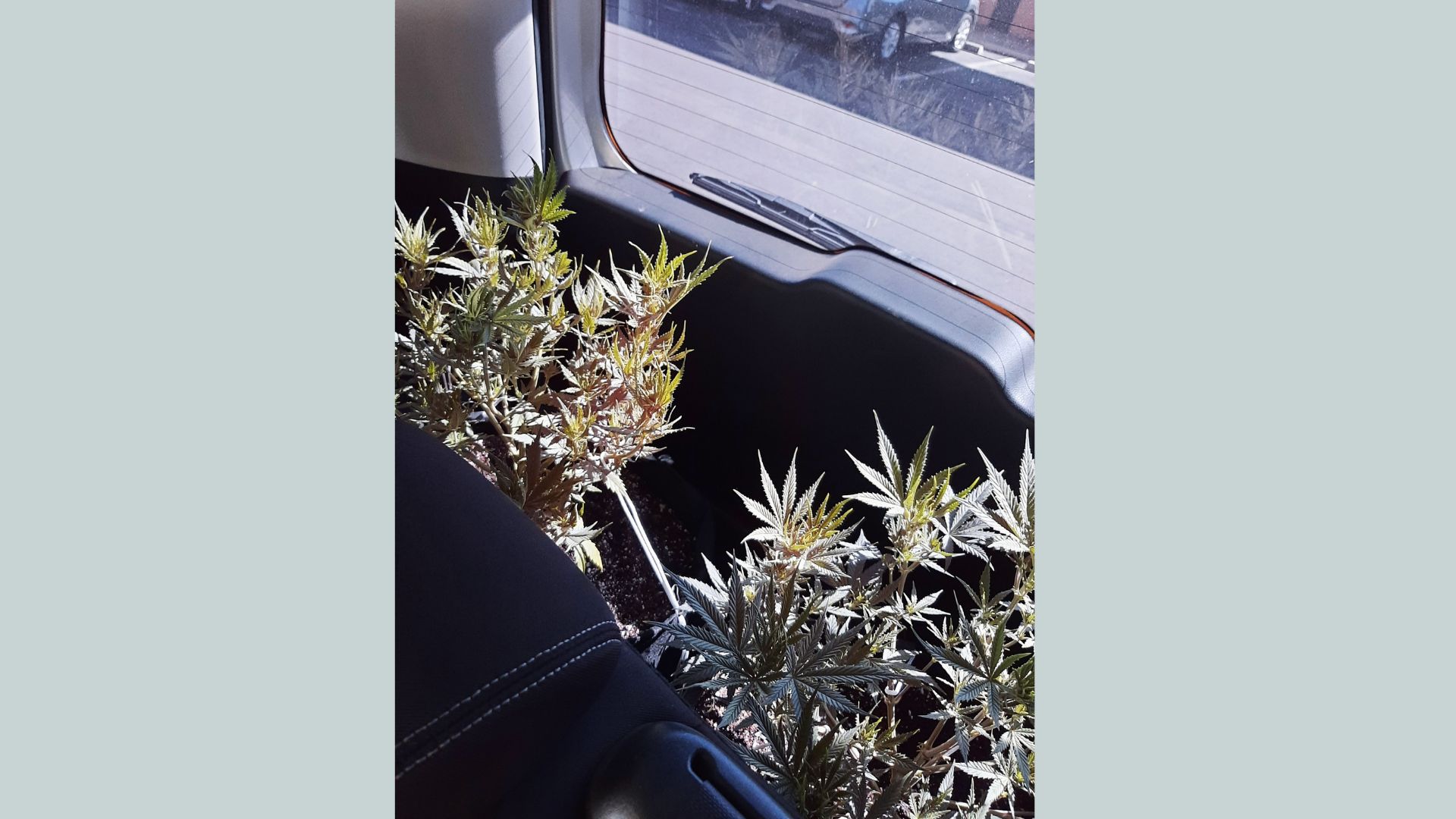 Cannabis plants sitting in the back of a car with sunlight through rear window
