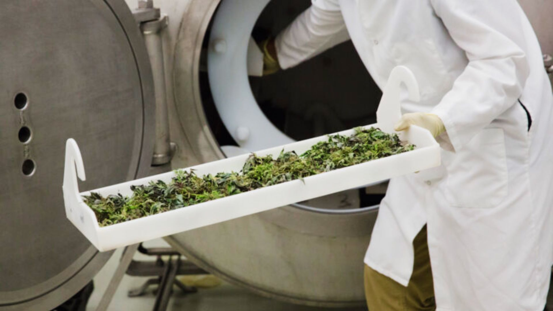 Lab technician in white coat loads trimmed marijuana buds onto a tray for a controlled drying process.