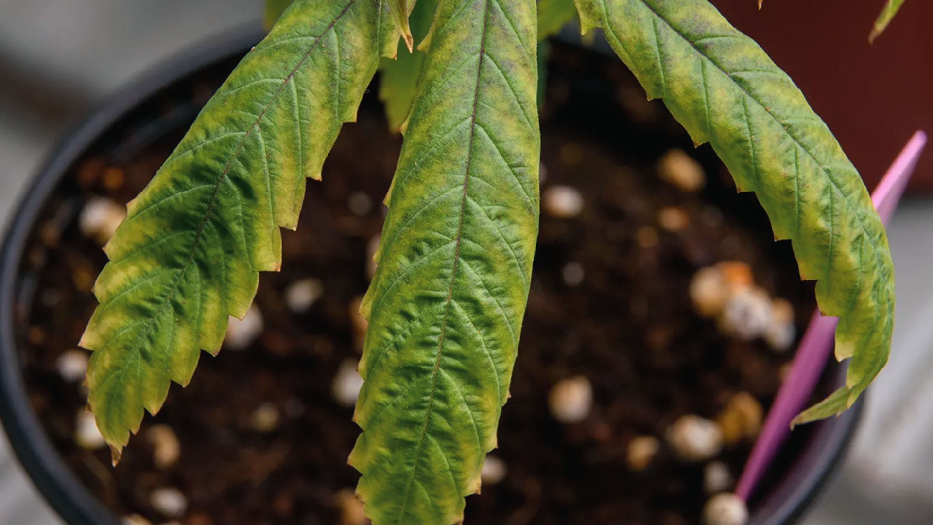 Close-up of marijuana leaves with yellowing edges and green veins indicating magnesium deficiency