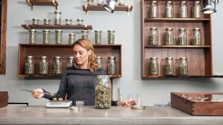Dispensary worker weighing cannabis buds by glass jars. Stored right, marijuana stays good 6-12 months