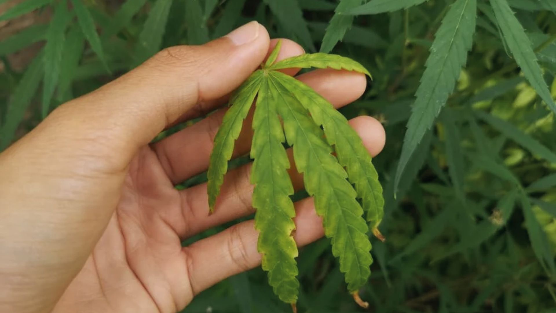 Hand holding cannabis leaf with interveinal yellowing and burnt tips showing calcium toxicity signs