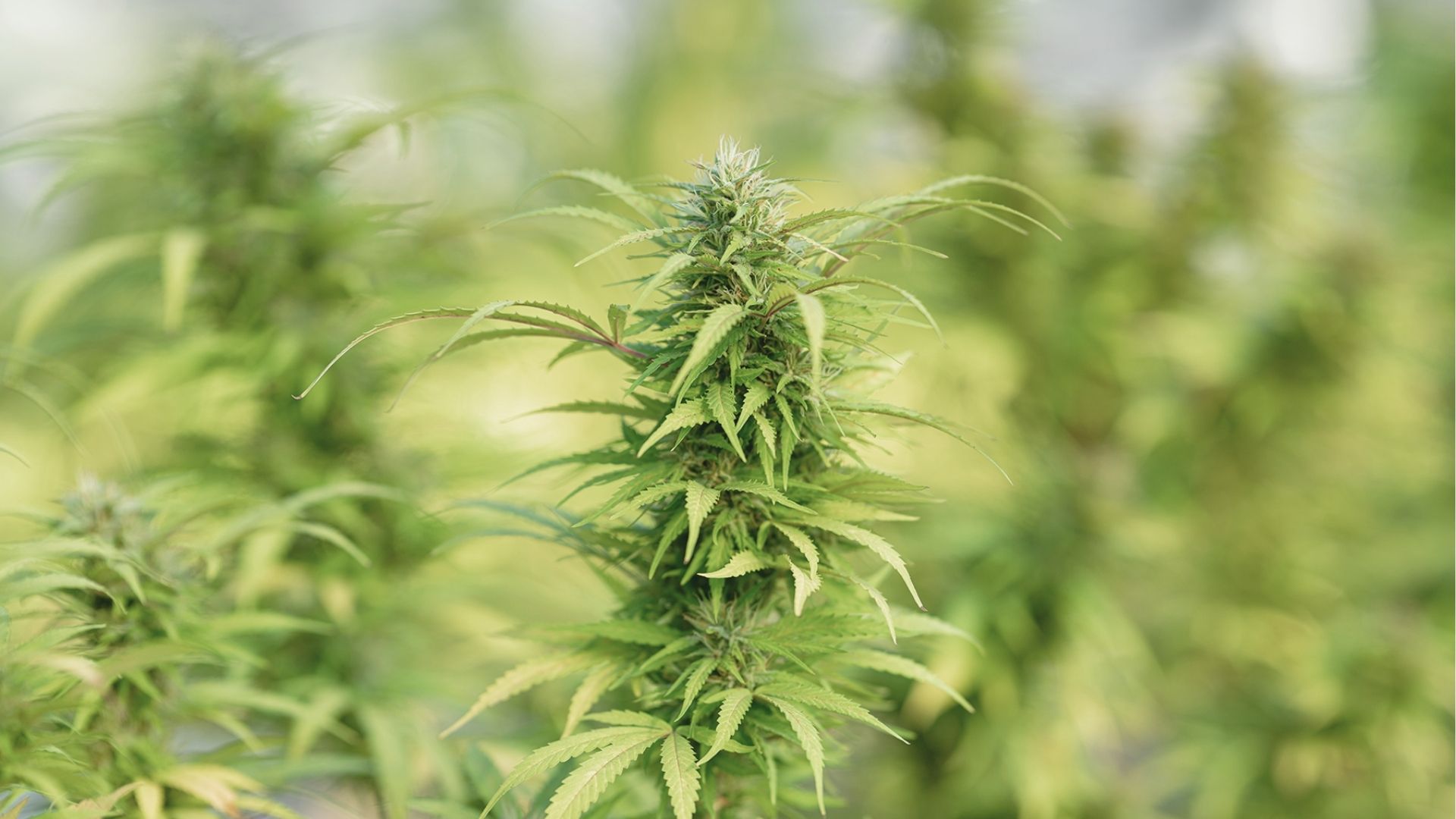 Flowering cannabis plant with a prominent central cola, surrounded by serrated leaves against a soft green background