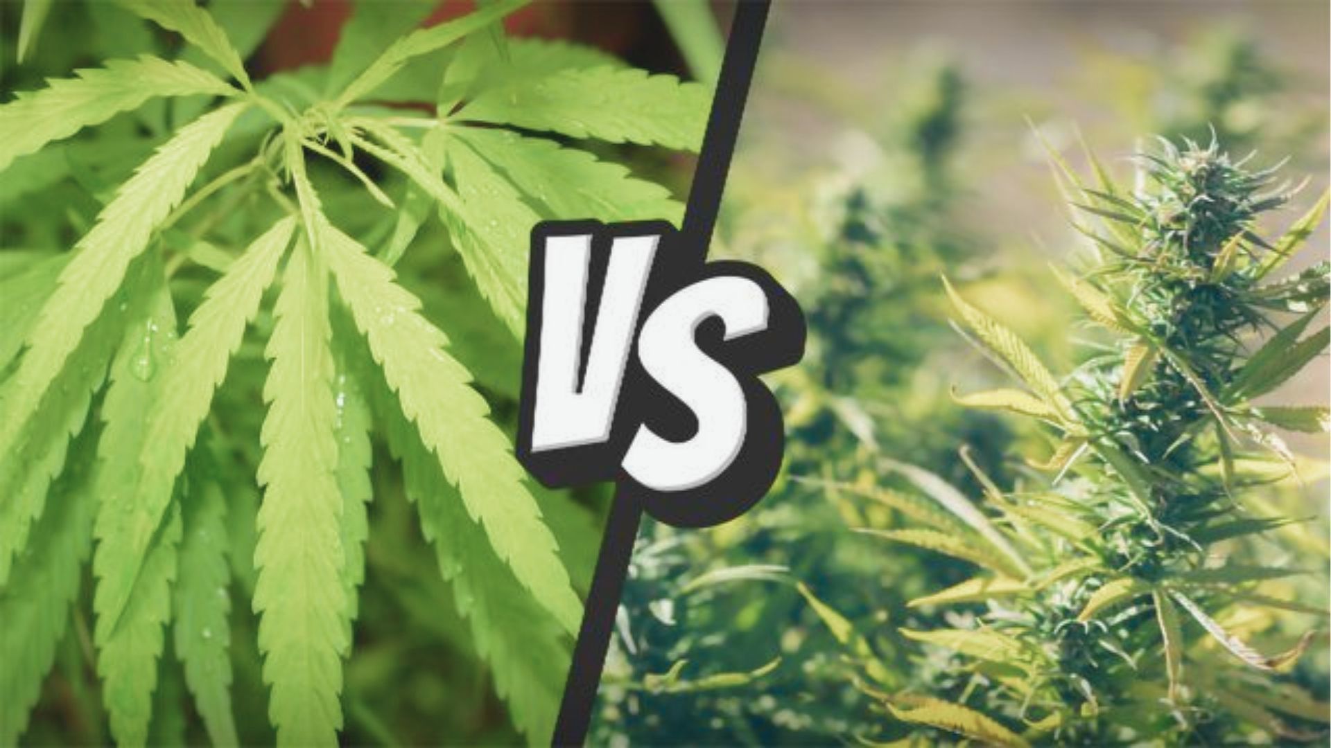 Split-screen graphic with “VS” between two cannabis plants.