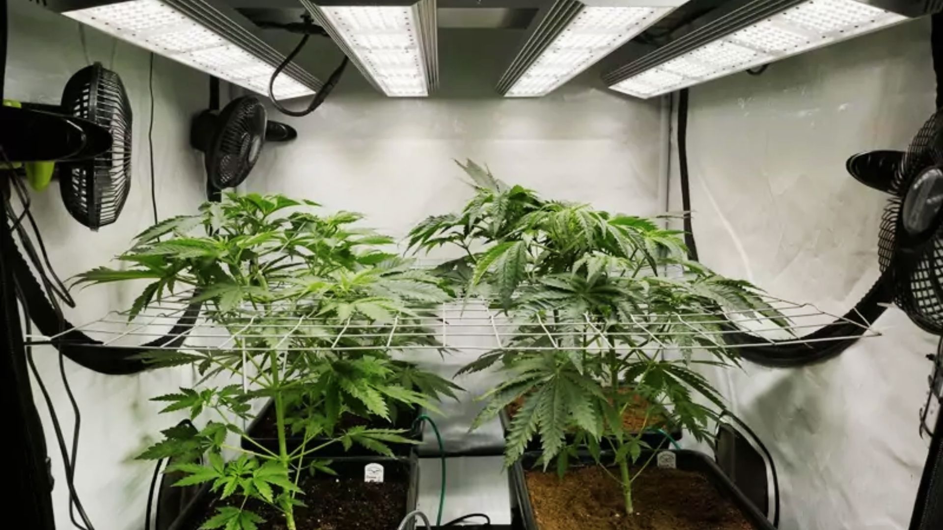 Indoor grow tent with LED lights and fans circulating air around cannabis plants before drying.
