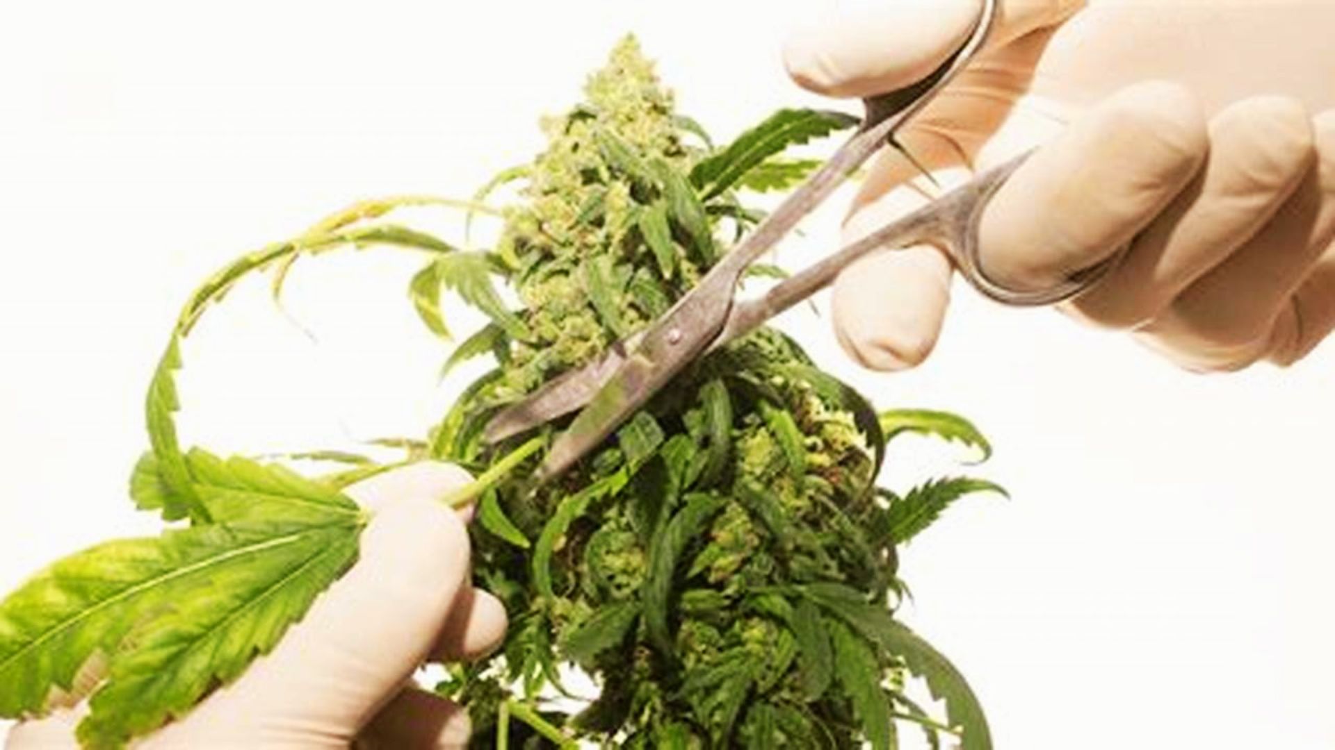 Gloved hands use scissors to trim cannabis buds from stems before drying and decarbing.
