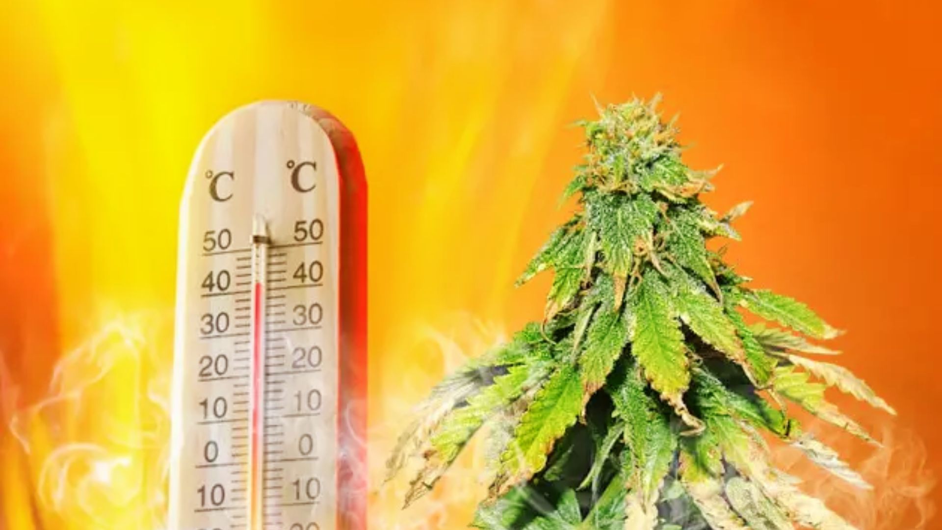 Thermometer reading high temperature next to the cannabis bud shows climate control for the drying process