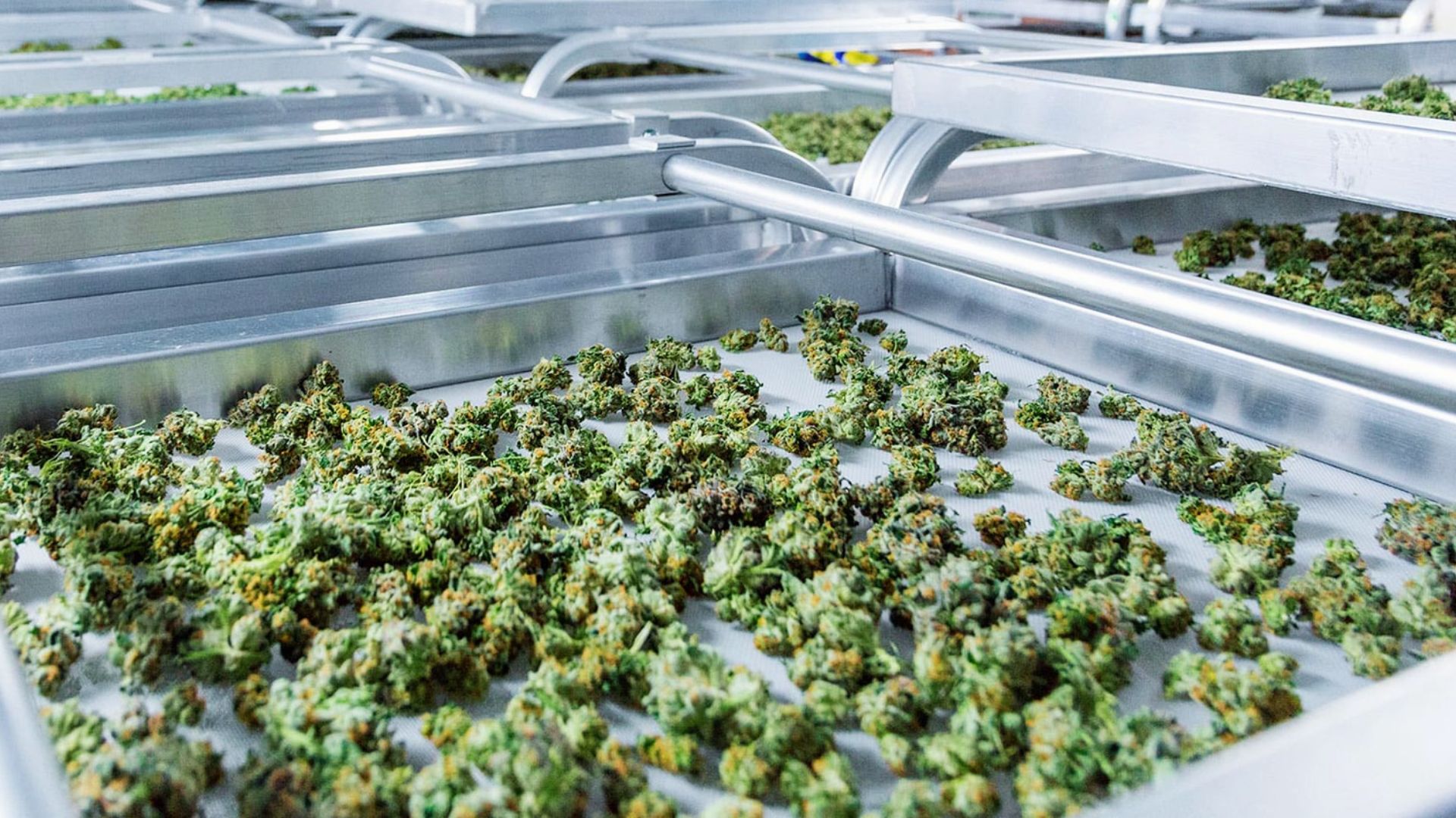 Dried cannabis buds laid out on metal trays for curing or prepping before decarboxylation.

