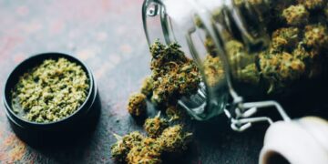 Humidity pack with cannabis in an airtight container demonstrates preventing marijuana from going bad.