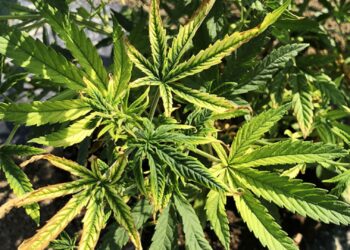 Cannabis leaves with bright yellow chlorosis and brown tips indicating severe nutrient lockout