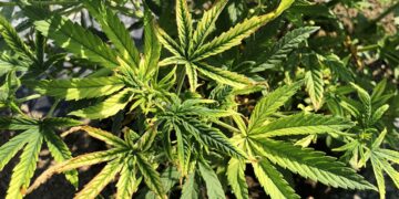 Cannabis leaves with bright yellow chlorosis and brown tips indicating severe nutrient lockout