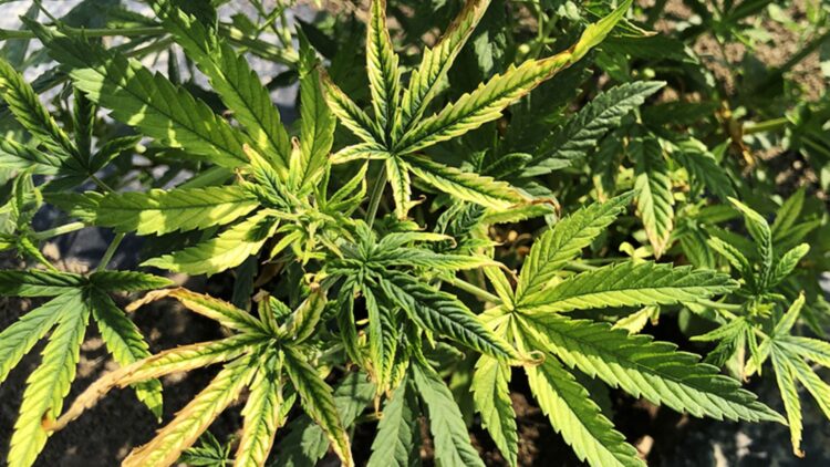 Cannabis leaves with bright yellow chlorosis and brown tips indicating severe nutrient lockout