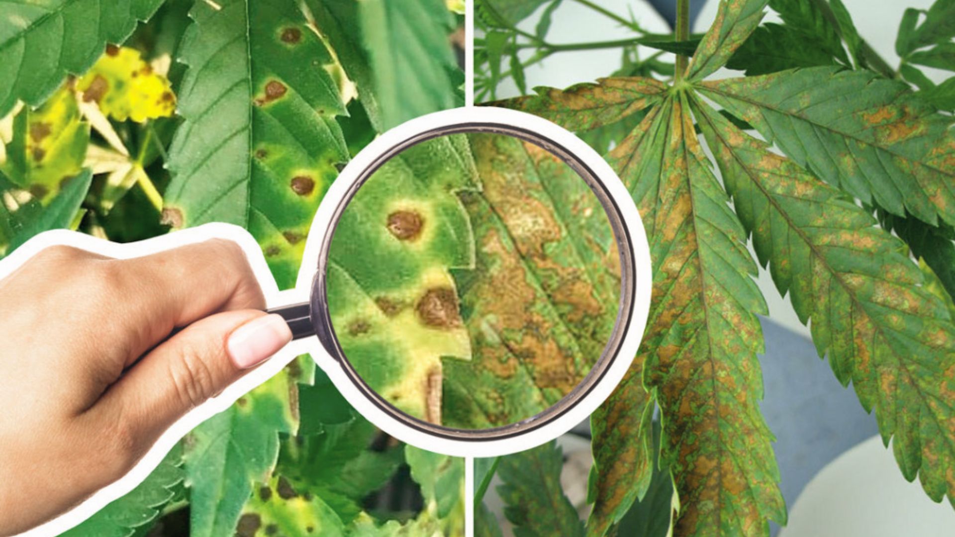Magnified brown spots and rust patches on cannabis leaves caused by calcium toxicity lockout
