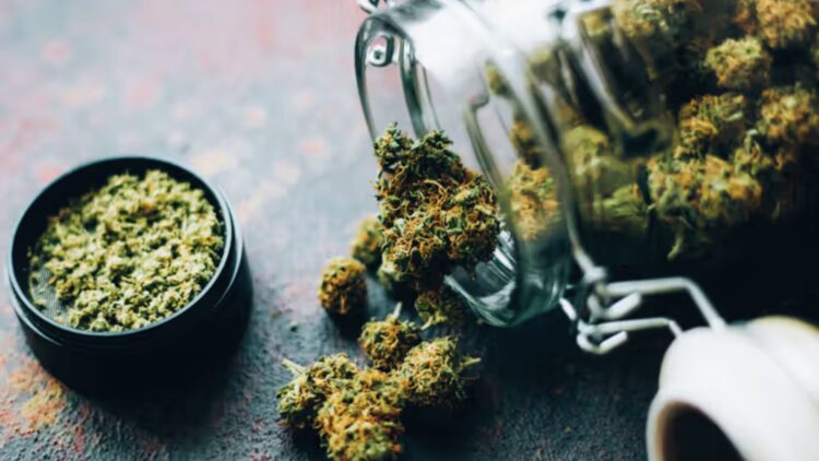 Humidity pack with cannabis in an airtight container demonstrates preventing marijuana from going bad.